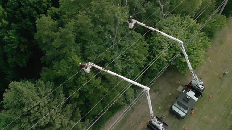 Best Tree Trimming and Pruning  in , NJ